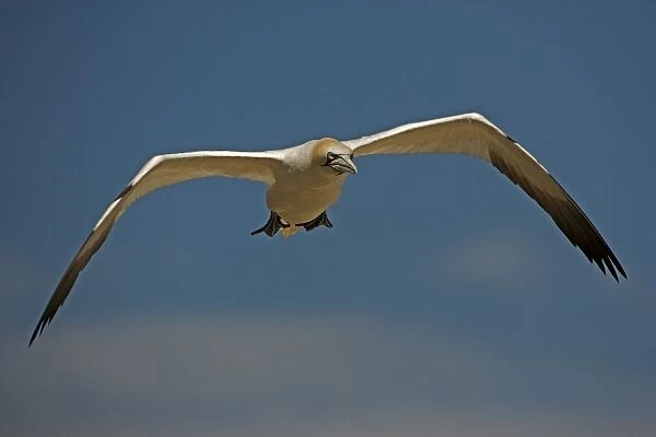 Northern Gannet - Canada - In flight - Large white seabird with long black tipped wings and pointed tail - Six foot wingspan - High-diving - Noted for sudden headlong plunges after prey - Feeds on shoaling pelagic fish