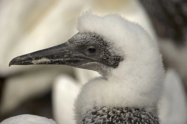 Northern Gannet - Close up of head of young gannet - Large white seabird with long black tipped wings and pointed tail - Six foot wingspan - High-diving - Noted for sudden headlong plunges after prey - Feeds on shoaling pelagic