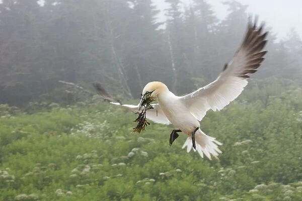 Northern Gannet - coming to land with seaweed in beak