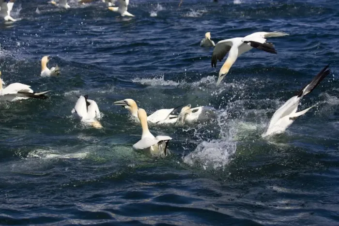 Framed Print : Northern Gannet. Diving for fish Bass Rock, Scotland Framed Print : Northern Gannet. Diving for fish Bass Rock, Scotland
