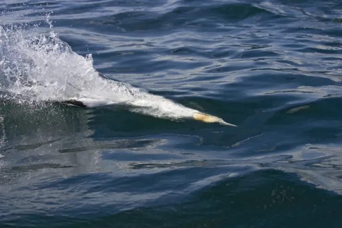 Framed Print : Northern Gannet Diving for fish just below the water surface. Bass Rock, Scotland