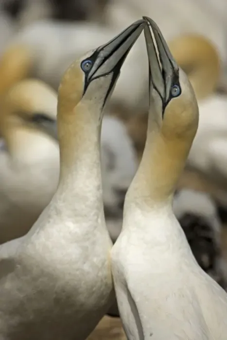Framed Print : Northern Gannet - Fencing - Pair bonding display performed when couple is reunited - Large white seabird with long black tipped wings and pointed tail - Six foot wingspan - High-diving - Noted for sudden headlong plunges after prey Framed Print : Northern Gannet - Fencing - Pair bonding display performed when couple is reunited - Large white seabird with long black tipped wings and pointed tail - Six foot wingspan - High-diving - Noted for sudden headlong plunges after prey