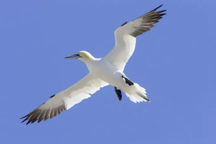 Framed Print : Northern Gannet In flight Bass Rock, Scotland Framed Print : Northern Gannet In flight Bass Rock, Scotland