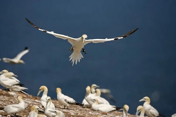 Northern Gannet - In flight coming in to land - Six foot wingspan - High-diving - Noted for sudden headlong plunges after prey - Found over open ocean often close to shore