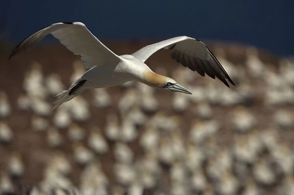 Northern Gannet - In flight - Six foot wingspan - High-diving - Noted for sudden headlong plunges after prey - Found over open ocean often close to shore