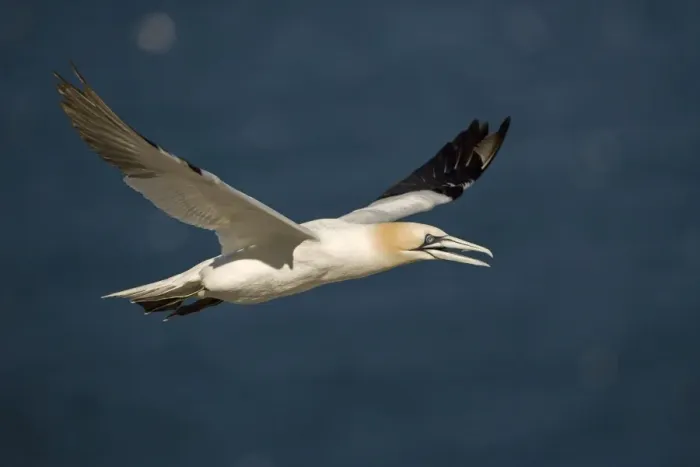 Framed Print : Northern Gannet - In flight - Six foot wingspan - High-diving - Noted for sudden headlong plunges after prey - Found over open ocean often close to shore Framed Print : Northern Gannet - In flight - Six foot wingspan - High-diving - Noted for sudden headlong plunges after prey - Found over open ocean often close to shore