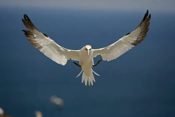 Framed Print : Northern Gannet - In flight - Six foot wingspan - High-diving - Noted for sudden headlong plunges after prey - Found over open ocean often close to shore Framed Print : Northern Gannet - In flight - Six foot wingspan - High-diving - Noted for sudden headlong plunges after prey - Found over open ocean often close to shore