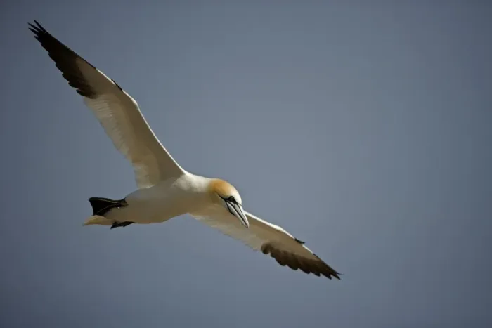 Framed Print : Northern Gannet - In flight - Six foot wingspan - High-diving - Noted for sudden headlong plunges after prey - Found over open ocean often close to shore