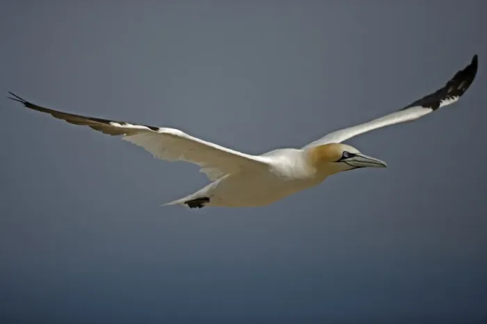 Framed Print : Northern Gannet - In flight - Six foot wingspan - High-diving - Noted for sudden headlong plunges after prey - Found over open ocean often close to shore Framed Print : Northern Gannet - In flight - Six foot wingspan - High-diving - Noted for sudden headlong plunges after prey - Found over open ocean often close to shore