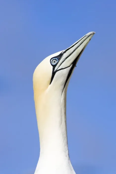 Framed Print : Northern Gannet Looking up to greet incoming mate. Bass Rock, Scotland Framed Print : Northern Gannet Looking up to greet incoming mate. Bass Rock, Scotland