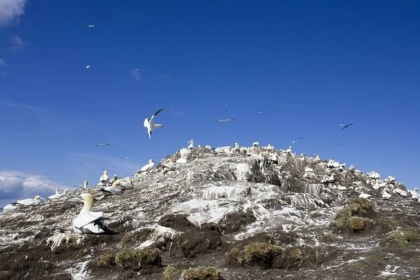 Northern Gannet Wide view of Nesting colony. Bass Rock, Scotland