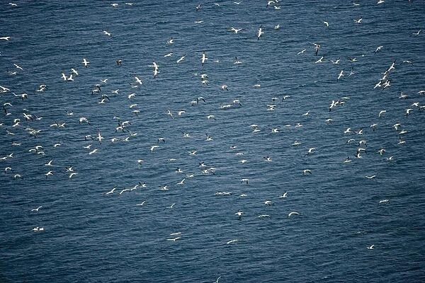 Northern Gannets - In flight over sea - Large white seabird with long black tipped wings and pointed tail - Six foot wingspan - High-diving - Noted for sudden headlong plunges after prey - Feeds on shoaling pelagic fish especially