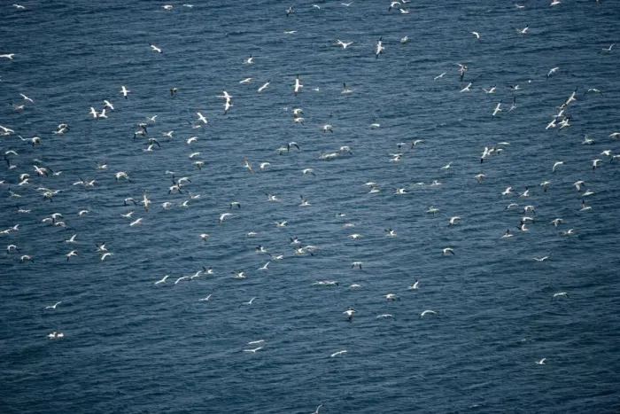 Framed Print : Northern Gannets - In flight over sea - Large white seabird with long black tipped wings and pointed tail - Six foot wingspan - High-diving - Noted for sudden headlong plunges after prey - Feeds on shoaling pelagic fish especially Framed Print : Northern Gannets - In flight over sea - Large white seabird with long black tipped wings and pointed tail - Six foot wingspan - High-diving - Noted for sudden headlong plunges after prey - Feeds on shoaling pelagic fish especially