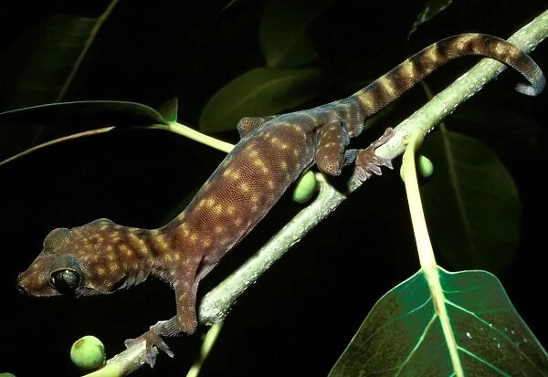 Northern giant cave gecko. Total length 105 mm