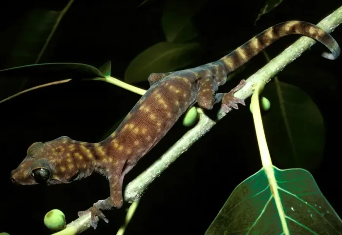 Framed Print : Northern giant cave gecko. Total length 105 mm Framed Print : Northern giant cave gecko. Total length 105 mm