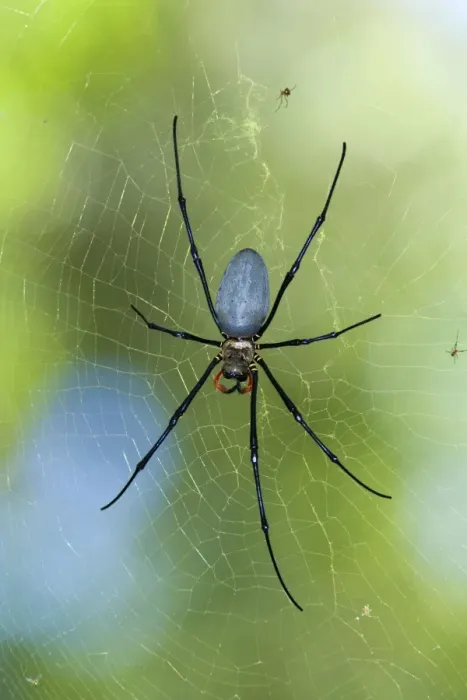Framed Print : Northern / Giant Golden Orb Weaver Spider - lying in wait for prey in its huge cobweb - Queensland, Wet Tropics World Heritage Area, Australia (formerly Nephila maculata) Framed Print : Northern / Giant Golden Orb Weaver Spider - lying in wait for prey in its huge cobweb - Queensland, Wet Tropics World Heritage Area, Australia (formerly Nephila maculata)
