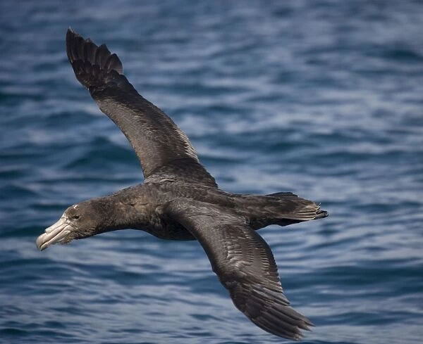 Northern Giant  /  Hall's Petrel - In flight over water