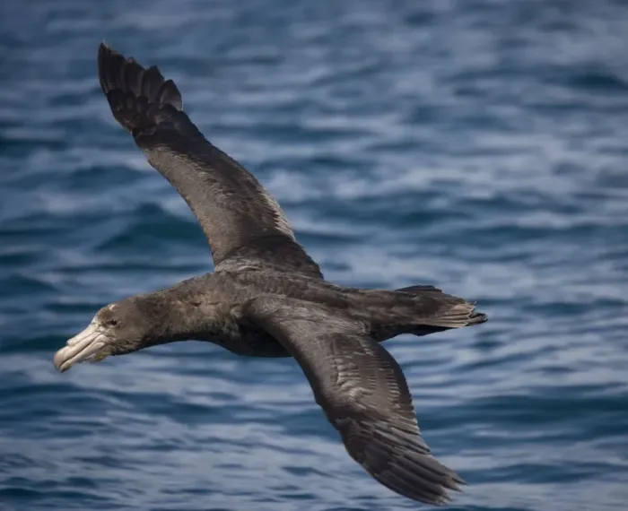 Framed Print : Northern Giant / Hall's Petrel - In flight over water Framed Print : Northern Giant / Hall's Petrel - In flight over water
