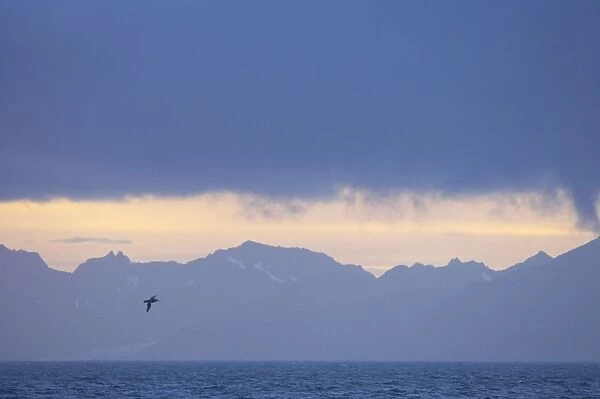 Northern Giant Petrel - At dawn with South Georgia in background South Georgia BI007289