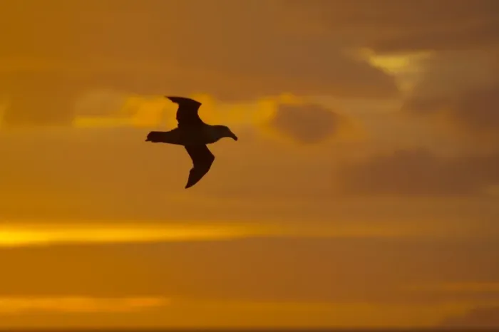 Framed Print : Northern Giant Petrel - In flight at Sunset South Georgia BI007288 Framed Print : Northern Giant Petrel - In flight at Sunset South Georgia BI007288