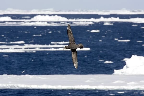 Northern Giant Petrel, Flying over sea and ice floes, Antarctic, October