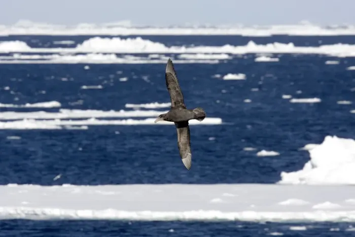 Framed Print : Northern Giant Petrel, Flying over sea and ice floes, Antarctic, October Framed Print : Northern Giant Petrel, Flying over sea and ice floes, Antarctic, October