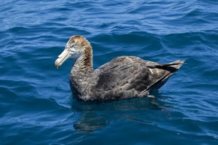 Framed Print : Northern Giant Petrel - on the water - offshore from Kaikoura - South Island - New Zealand