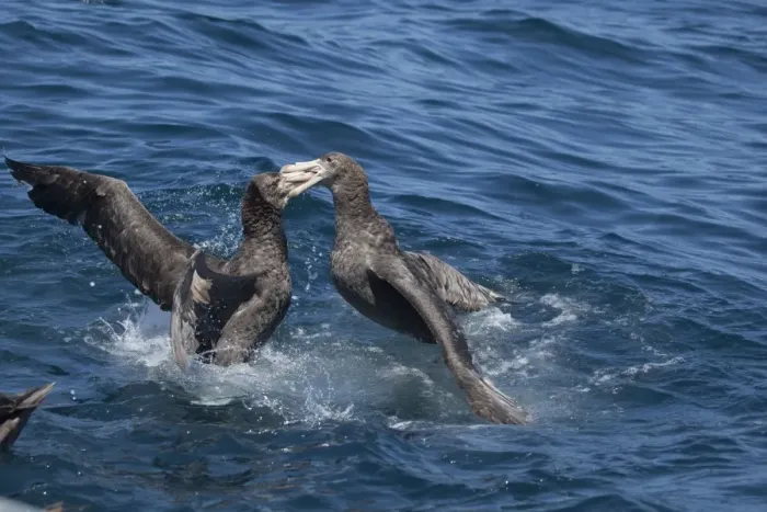 Framed Print : Northern Giant Petrels - fighting on the water - offshore from Kaikoura - South Island - New Zealand Framed Print : Northern Giant Petrels - fighting on the water - offshore from Kaikoura - South Island - New Zealand