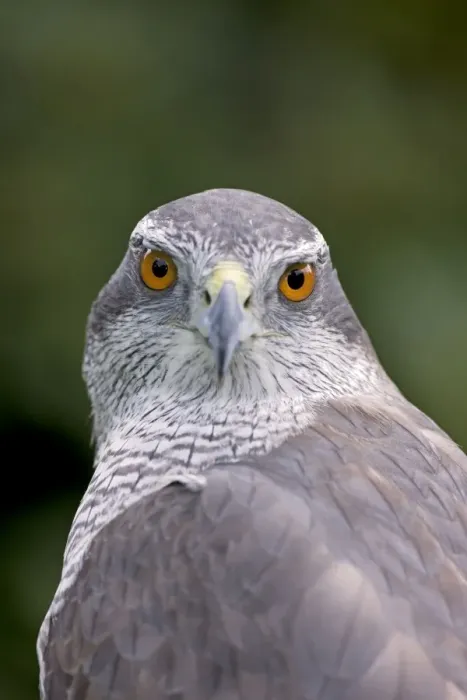 Framed Print : Northern Goshawk - controlled conditions - Oregon - USA Framed Print : Northern Goshawk - controlled conditions - Oregon - USA