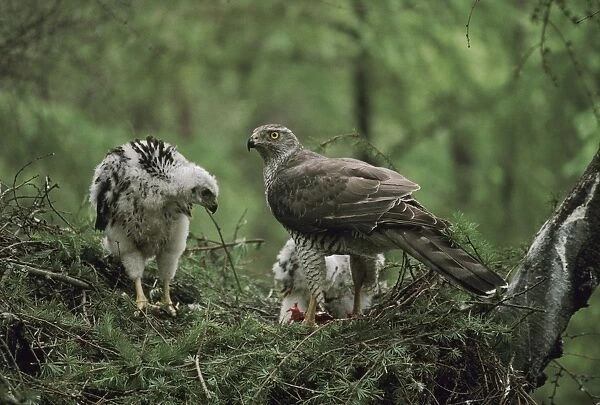 Northern Goshawk - feeding large chicks in nest  