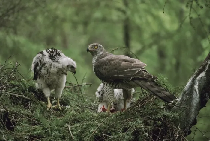 Framed Print : Northern Goshawk - feeding large chicks in nest Framed Print : Northern Goshawk - feeding large chicks in nest
