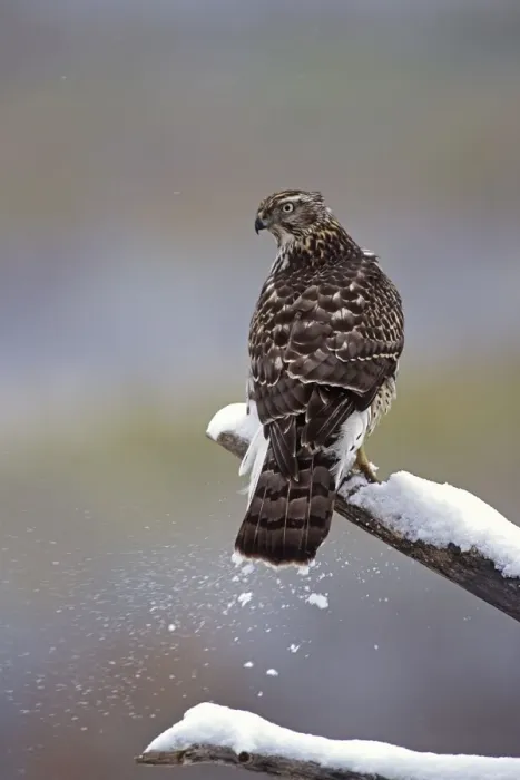 Framed Print : Northern Goshawk - Immature. USA