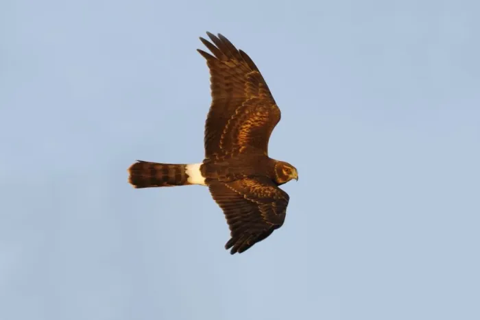Framed Print : Northern Harrier Framed Print : Northern Harrier