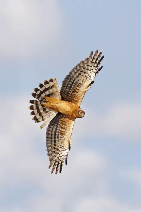 Framed Print : Northern Harrier Framed Print : Northern Harrier