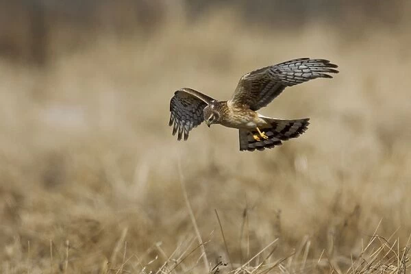 Northern Harrier in flight - immature male in winter. January, CT