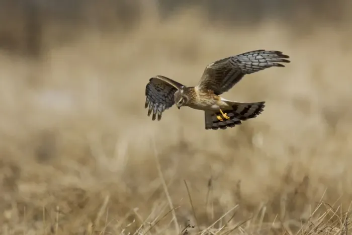 Framed Print : Northern Harrier in flight - immature male in winter. January, CT Framed Print : Northern Harrier in flight - immature male in winter. January, CT