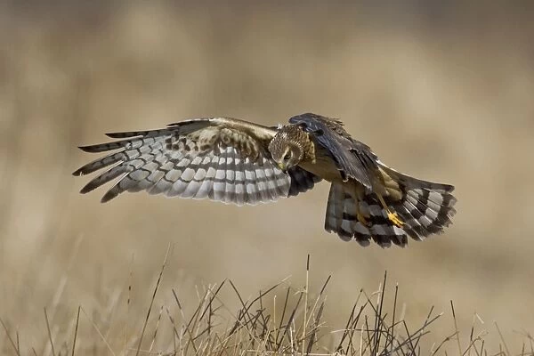 Northern Harrier - in flight immature male in winter. January, CT