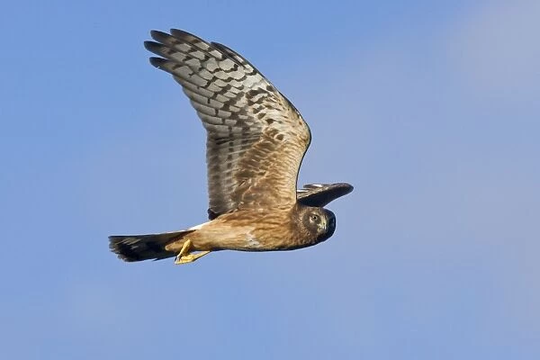 Northern Harrier - Immature bird in migration at Cape May, NJ in October, USA