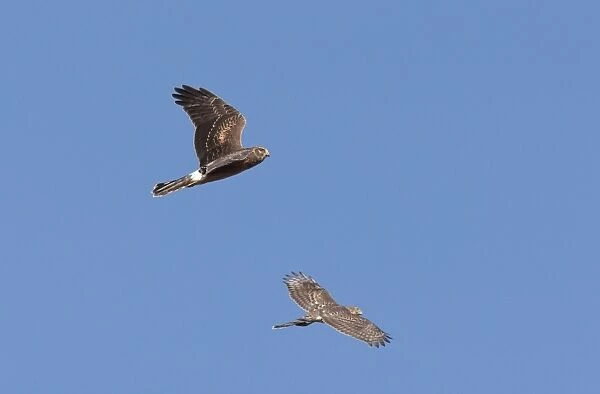 Northern Harrier - immature in flight - with immature Cooper's Hawk in flight. CT in fall migration. October. USA