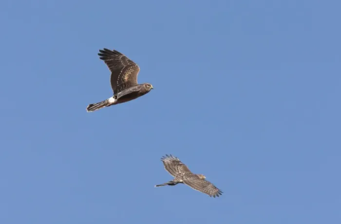 Framed Print : Northern Harrier - immature in flight - with immature Cooper's Hawk in flight. CT in fall migration. October. USA Framed Print : Northern Harrier - immature in flight - with immature Cooper's Hawk in flight. CT in fall migration. October. USA