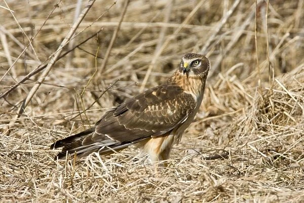 Northern Harrier - immature male in winter