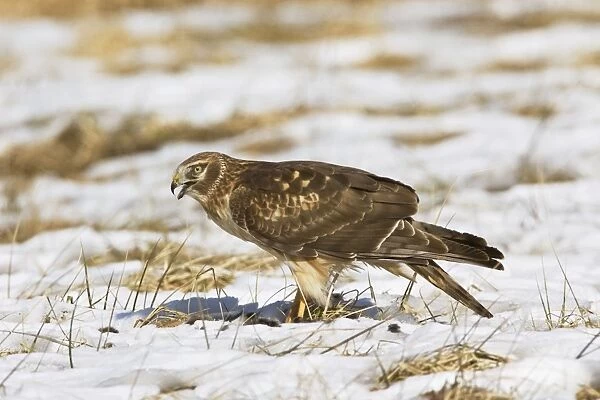 Northern Harrier - immature male in winter. January, CT