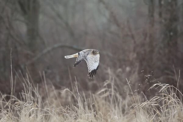 Northern Harrier - male in flight - January - Connecticut - USA