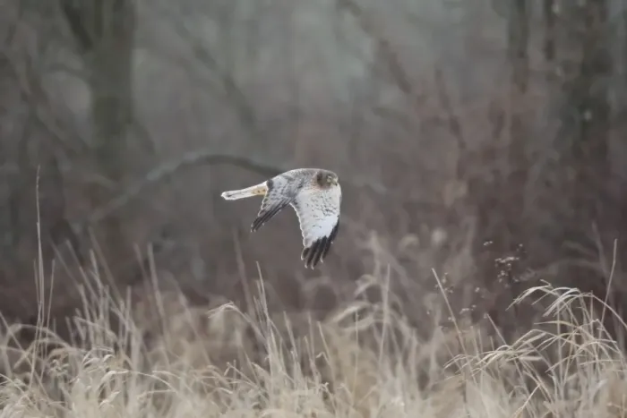 Framed Print : Northern Harrier - male in flight - January - Connecticut - USA Framed Print : Northern Harrier - male in flight - January - Connecticut - USA