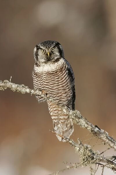 Northern Hawk Owl - These 16 inch tall owls often hunt in daytime for small rodents from treetops in open spruce and aspen woods. This one was photographed during the owl invasion winter of 2004 / 2005 in northern Minnesota