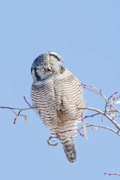 Framed Print : Northern Hawk Owl - New Hampshire - USA - January Framed Print : Northern Hawk Owl - New Hampshire - USA - January