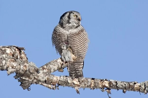 Northern Hawk Owl - on perch eating Meadow Vole - New Hampshire - USA - January