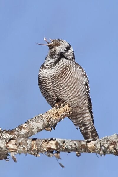 Northern Hawk Owl - on perch eating Meadow Vole