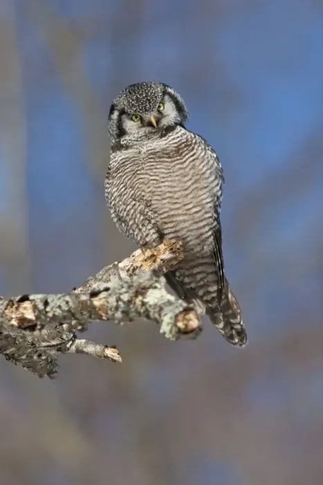 Framed Print : Northern Hawk Owl - on perch - New Hampshire - USA - January Framed Print : Northern Hawk Owl - on perch - New Hampshire - USA - January