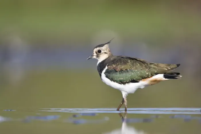 Framed Print : Northern Lapwing Framed Print : Northern Lapwing